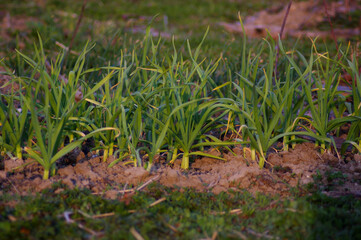 Plot with green baby garlic plants in early spring. Growing Green baby garlic plants in a hobby garden. High quality photo