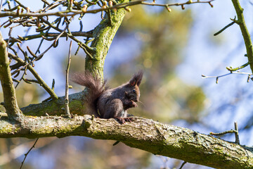 Little black squirrel shells a nut on a tree. The sky is blue.
