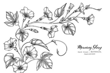 Morning glory flower and leaf hand drawn botanical illustration with line art.