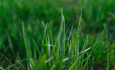 Green fresh and juicy grass close-up. Summer background. Grass growth in spring.