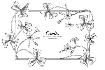 Oxalis flower and leaf hand drawn botanical illustration with line art.