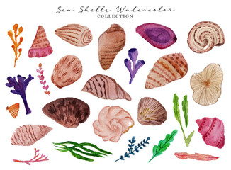 Sea Shells Summer Watercolor