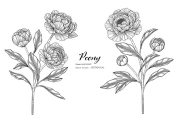 Peony flower and leaf hand drawn botanical illustration with line art.