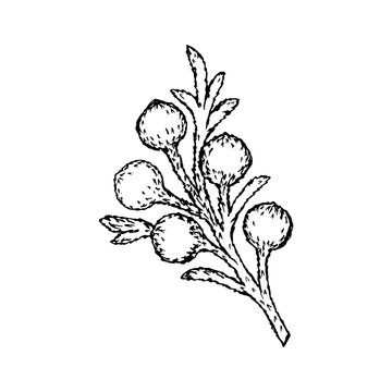 Brunia plant branch, black outline drawing with white fill. Vector illustration template for different design.