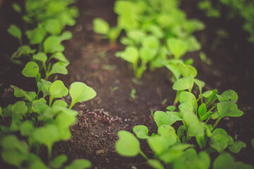 Fresh seedlings growing from the soil in a line.The soil is dark black.Beds in the greenhouse.