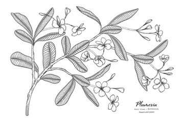Plumeria flower and leaf hand drawn botanical illustration with line art.