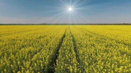 Drone flies low over yellow rapeseed field. Warm sunny summer day. Blooming canola field. Aerial view landscape. Beautiful yellow flowers - Powered by Adobe
