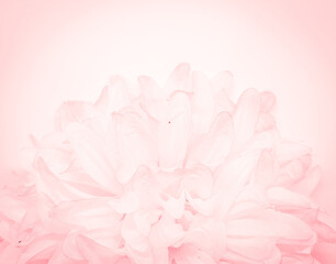 Obraz premium Beautiful abstract color red flowers on white background, light pink flower frame, pink leaves texture, gray background, valentines day, love theme, pink texture, white gradient