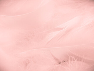 Obraz premium Beautiful abstract light pink feathers on white background, white feather frame on pink texture pattern and pink background, love theme wallpaper and valentines day, white gradient