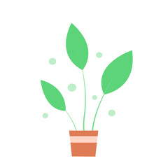 Indoor green plant in a pot on a white background. Vector isolated illustration