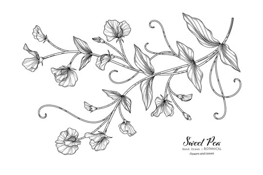 Sweet peas flower and leaf hand drawn botanical illustration with line art.