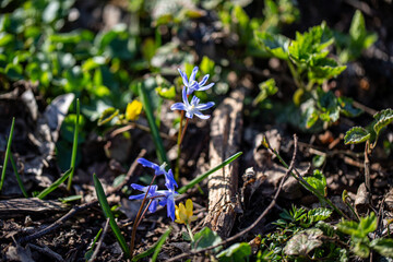 small blue mountain flower blooms in forest