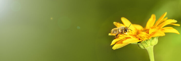 Bee and flower. Close up of a large striped bee collecting pollen on a yellow flower on a Sunny...
