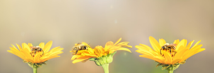 Fototapeta na wymiar Bee and flower. Three bees sit on yellow flowers and collect honey. Summer and spring backgrounds. Banner