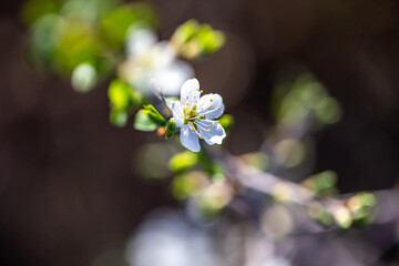 prunus avium cherry blossum detail 2
