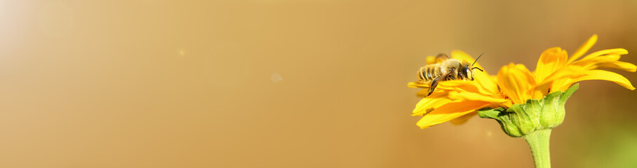 Bee and flower. Close up of a large striped bee collecting pollen on a yellow flower on a Sunny bright day. Summer and spring backgrounds. Banner