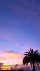 Fototapeta na wymiar Verticle Palm Tree Sunset