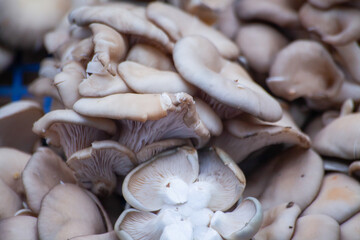 selling oyster mushroom at the vegetable market