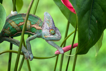 Veiled chameleon hanging on a branch