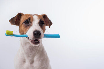 Smart dog jack russell terrier holds a blue toothbrush in his mouth on a white background. Oral...