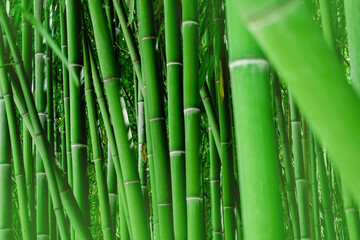 Horizontal natural bamboo wallpaper. Green background.