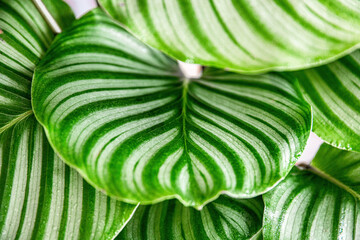 indoor plant Calathea Orbifolia, summer green leaves and the texture is good for natural interior idea.  it's the best house plant for decoration.