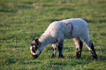 Lamb nibbling grass in a field in springtime, England, United Kingdom