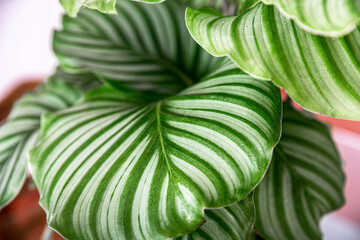 indoor plant Calathea Orbifolia, summer green leaves and the texture is good for natural interior idea.  it's the best house plant for decoration.