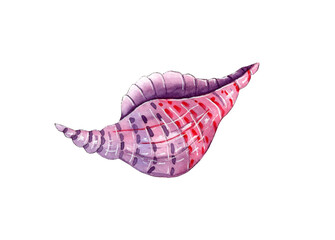 Hand painted watercolor sea shell illustration.