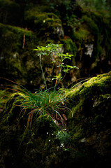 green fern in the forest