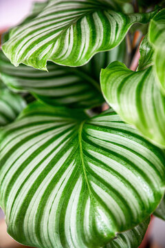 indoor plant Calathea Orbifolia, summer green leaves and the texture is good for natural interior idea.  it's the best house plant for decoration.