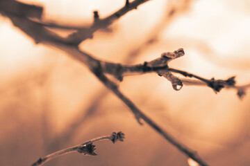Plum branches with a drop of rain in early spring at dawn. Selective focus, macro.