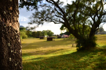 Bonito árbol de levas en la montaña enfocado en primer plano