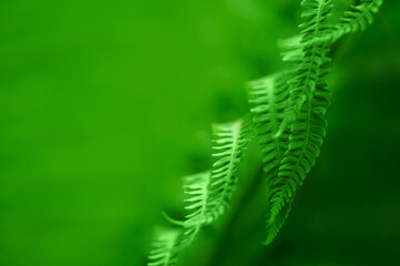 Natural leaves of fern pattern background for design .