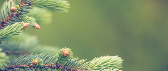 Fresh green pine branch spring background