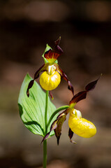 wird orchid frauenschuh