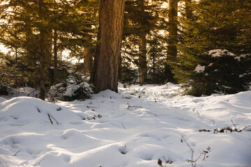 Snowy clearing in the middle of trees in switzerland
