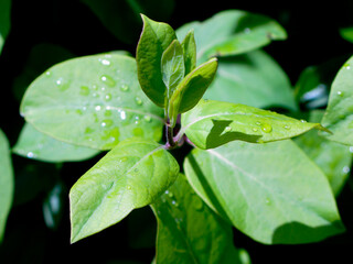 RIOS SIERRA DE GREDOS RIOS MONTAÑA 