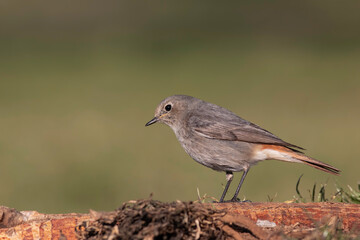 Black Redstart (Phoenicurus ochruros ) standing on the branch