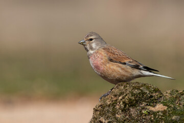 Common Linnet ( Linaria cannabina) standing on the green stone