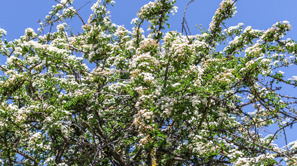 profusely blooming apple tree against the background of the spring blue sky