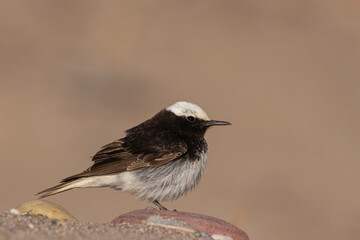 Male Hooded Wheatear (Oenanthe monacha)