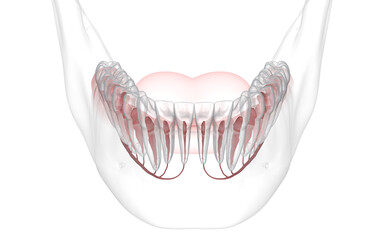 Dental root anatomy, Xray view. Medically accurate dental 3D illustration