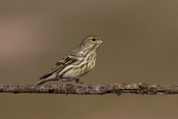 European Serin (Serinus serinus ) standing on the branch