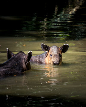 Beautiful Tapirs in Costa Rica