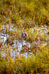 sandpiper on the field 