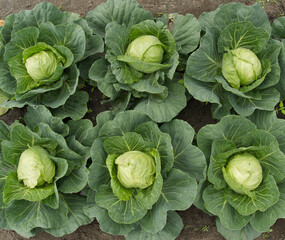 Two Rows of fresh cabbage plants on the field