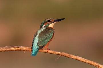 kingfisher is standing on branch
