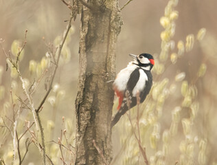 Great spotted woodpecker on a tree 