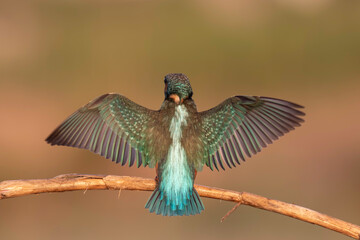 Kingfisher with wings open on the branch